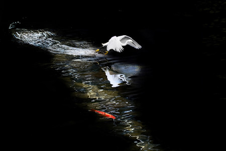 Animal, Animals, Beautiful, Bird, Fish, Heron, Nature, Photography, Scenic, Scenry, Water, Wild animals, Wild life
